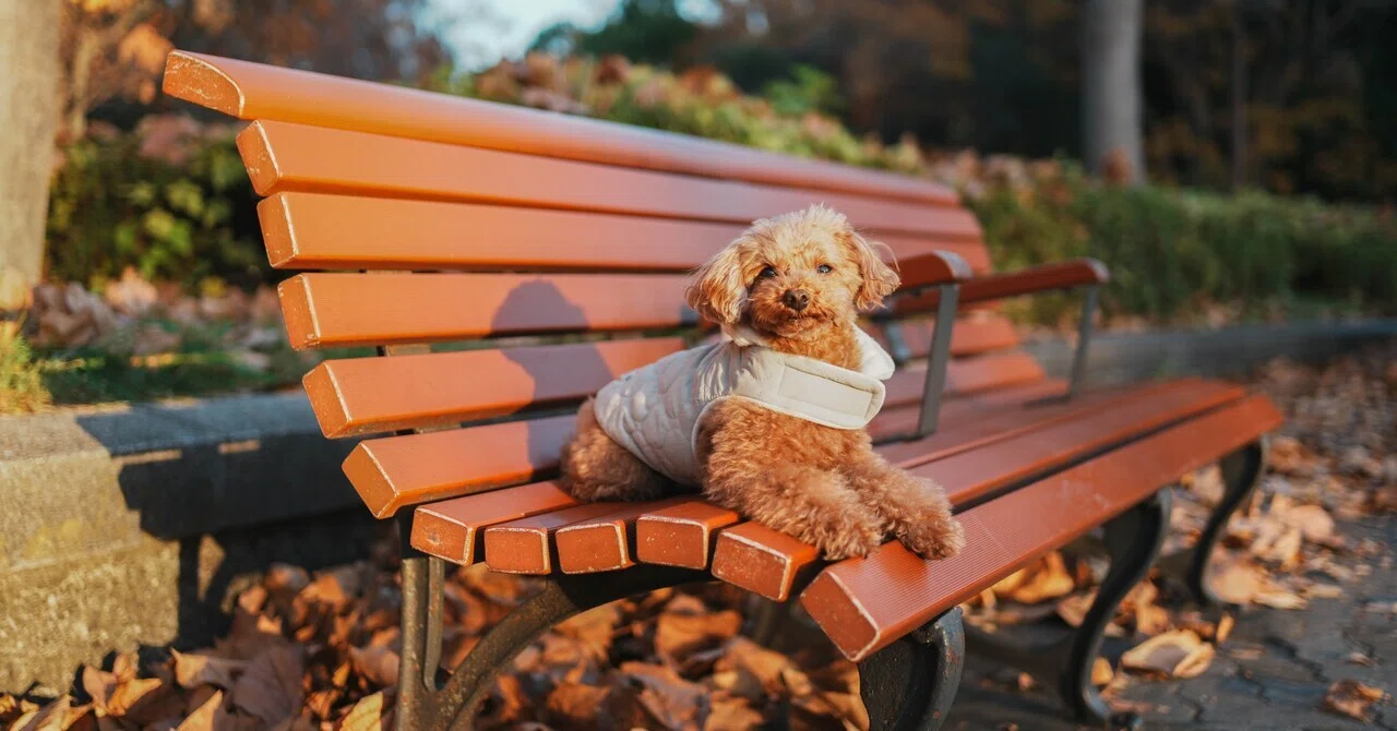 Capturing Beautiful Images of Your Beloved Dog｜犬とカメラ
