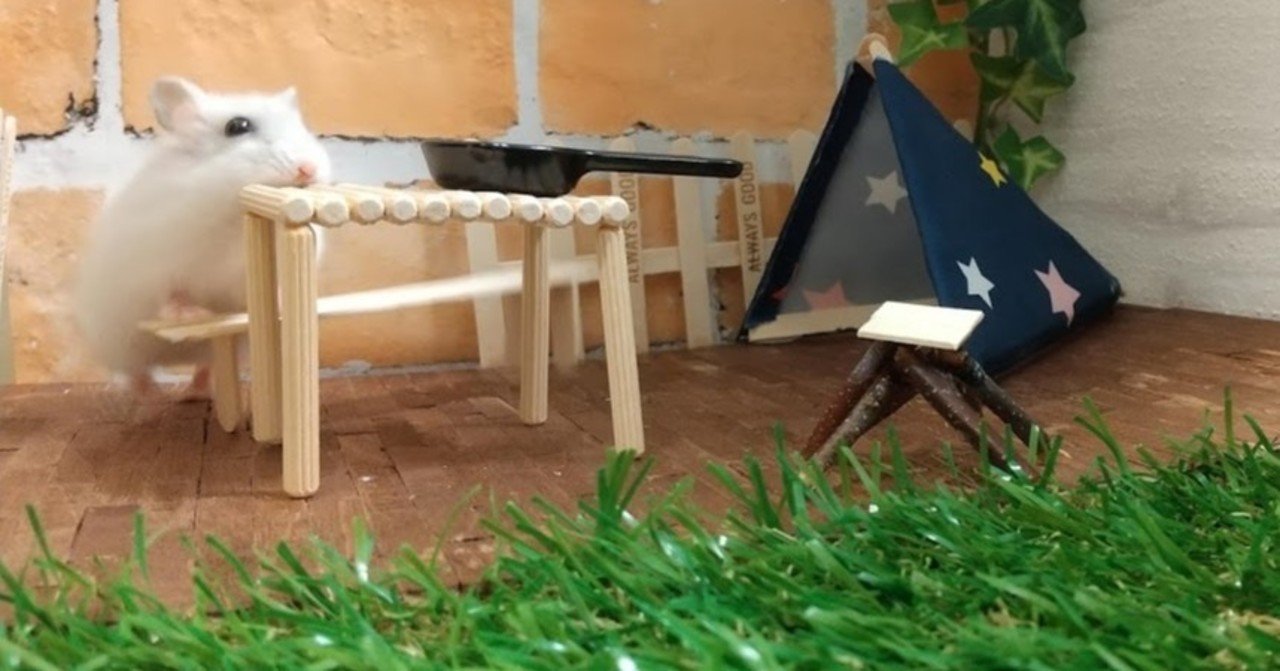 ハムスターの喧嘩 真似すんな ゆきぽんチャンネル Note