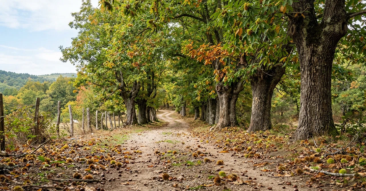 [Haibun #62] Spain Travelogue ③: Chestnut Forest, Leaves and Words ...