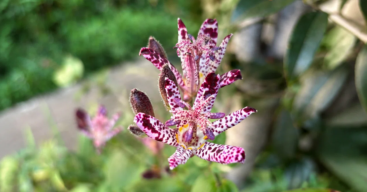 Do you know the name of this flower?｜櫻田弘文 (ブランディング・プロデューサー）