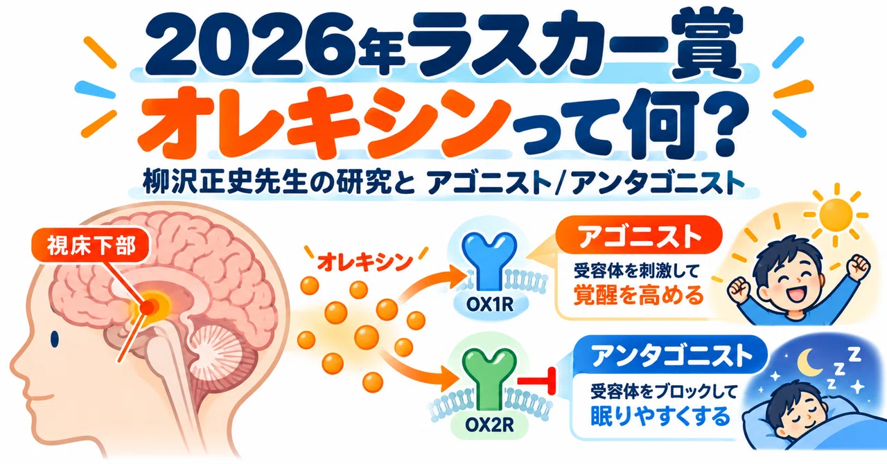 What is 'Orexin' from the 2026 Lasker Award? Dr. Masashi Yanagisawa's ...