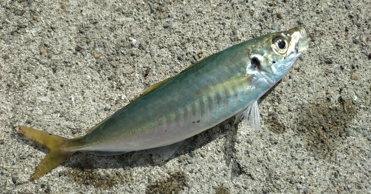 Are the horse mackerel at Kobunato Fishing Port in Hashikami Town ...