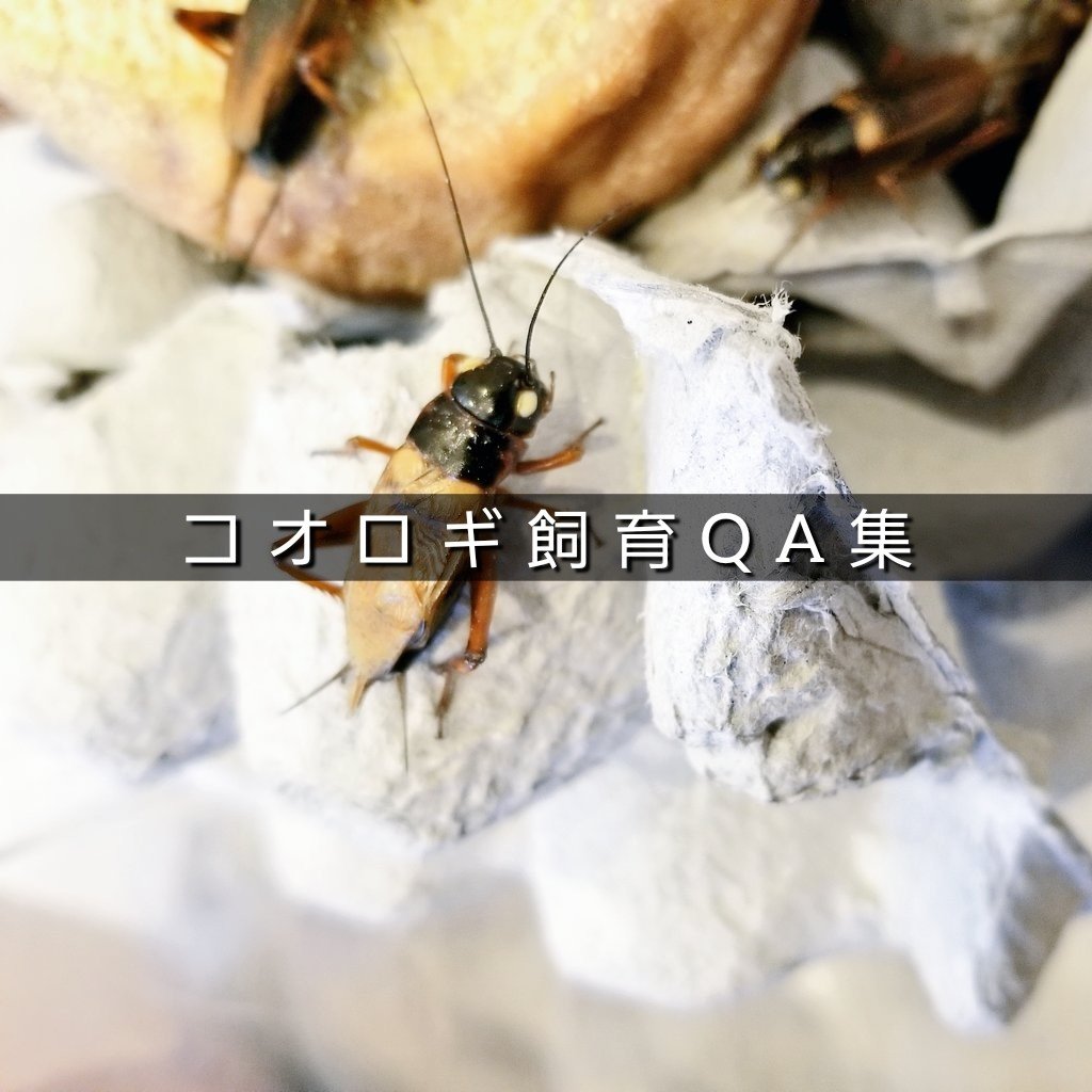 コオロギ飼育qa集 Akikan5069 Note