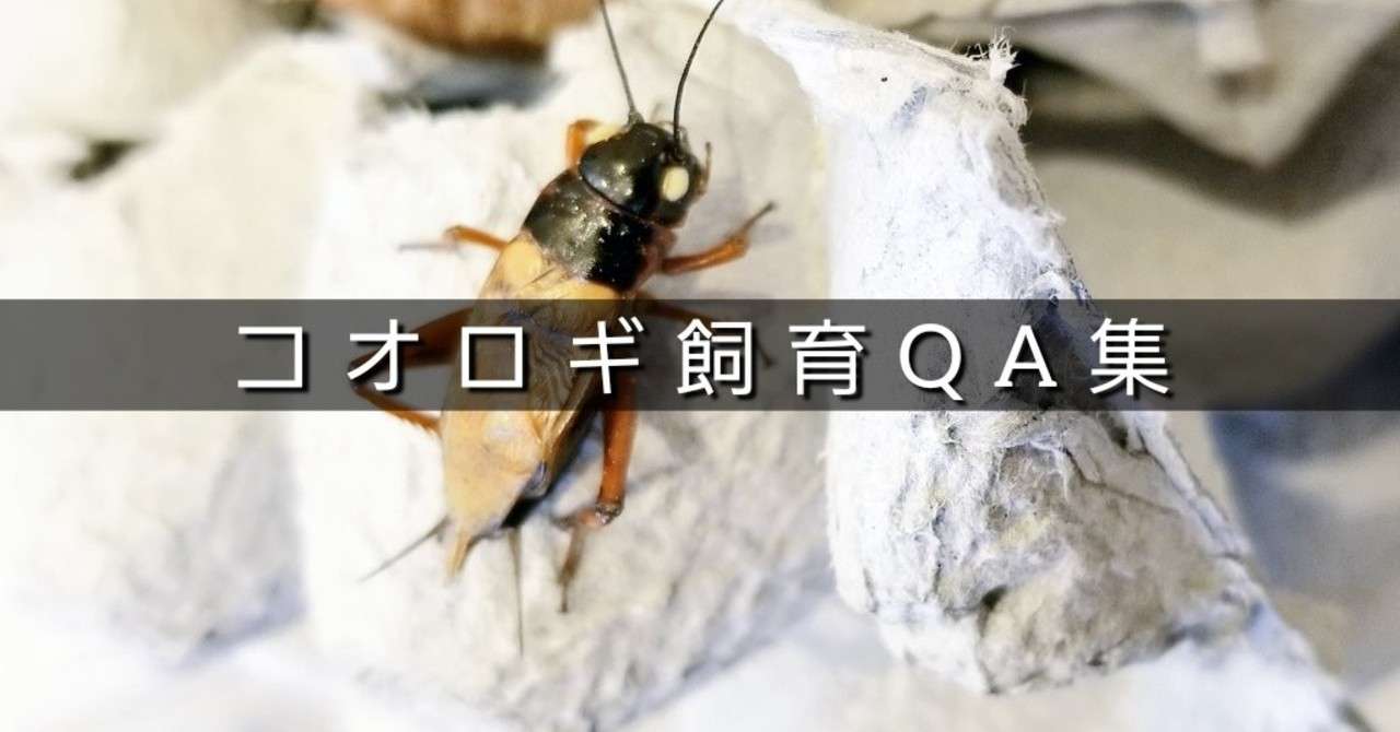 コオロギ飼育qa集 Akikan5069 Note