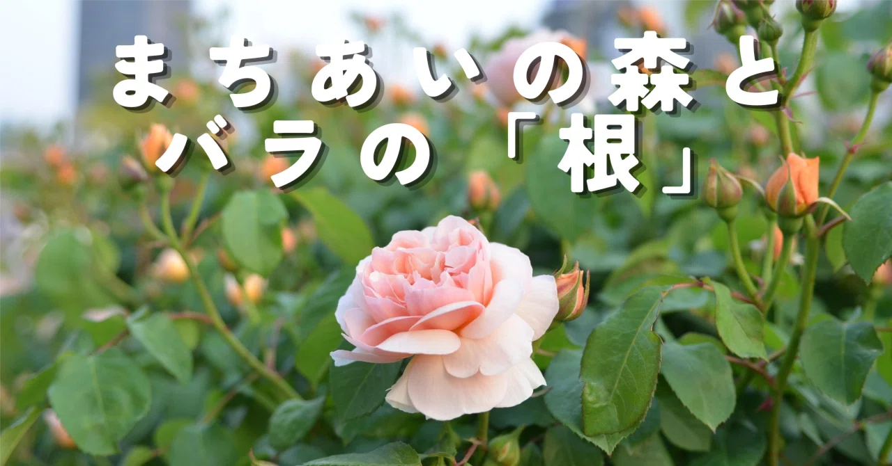 Roses have roots. What I want to nurture in the Machiai no Mori ...