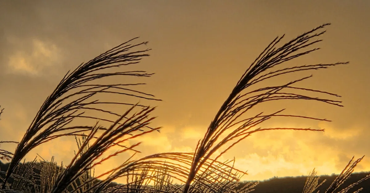 Defending the Morning and Night｜Wataru