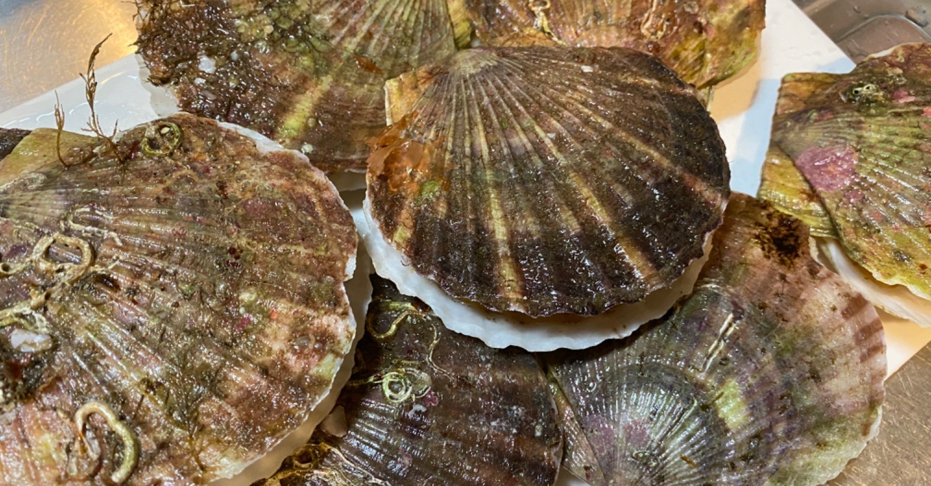 ホタテ貝の炭火バター焼き Noriaki Kawanishi 田舎暮らしデザイナー Note ホタテ貝の炭火バター焼き Noriaki Kawanishi 田舎暮らしデザイナー Note