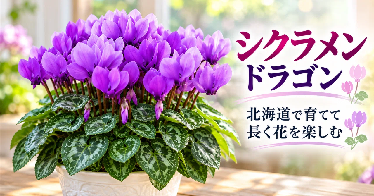 Growing Cyclamen in Hokkaido｜氣楽理