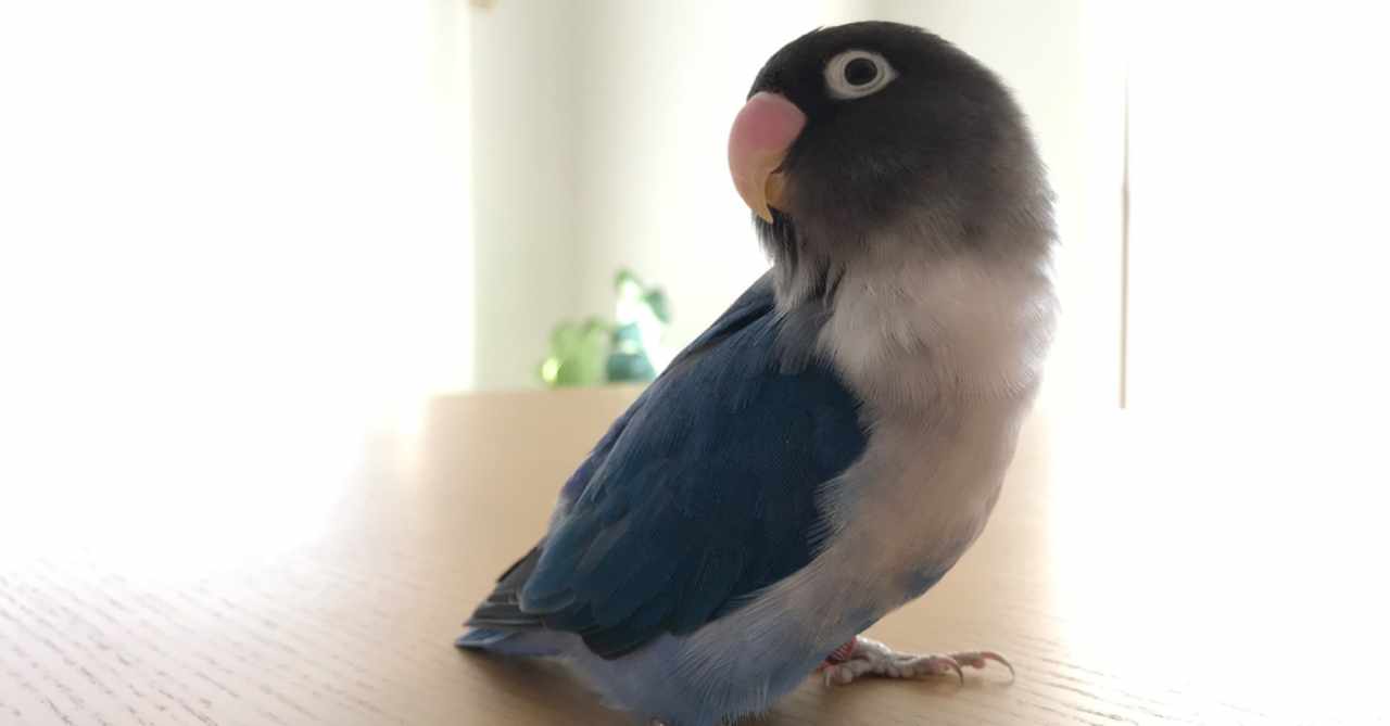ボタンインコ の新着タグ記事一覧 Note つくる つながる とどける
