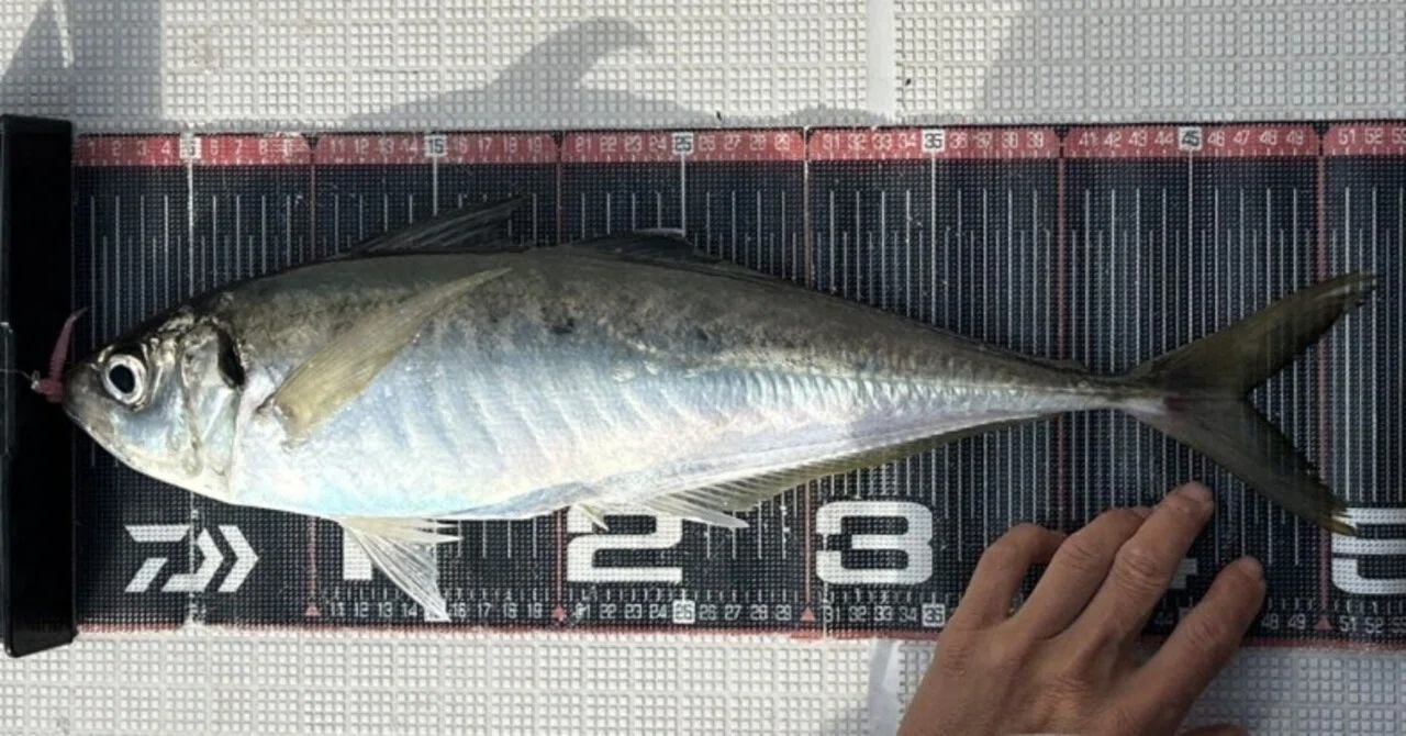 Urban F.G.S. Horse Mackerel Bachikon 1T!, 0G/1 fish｜kumaneko1118