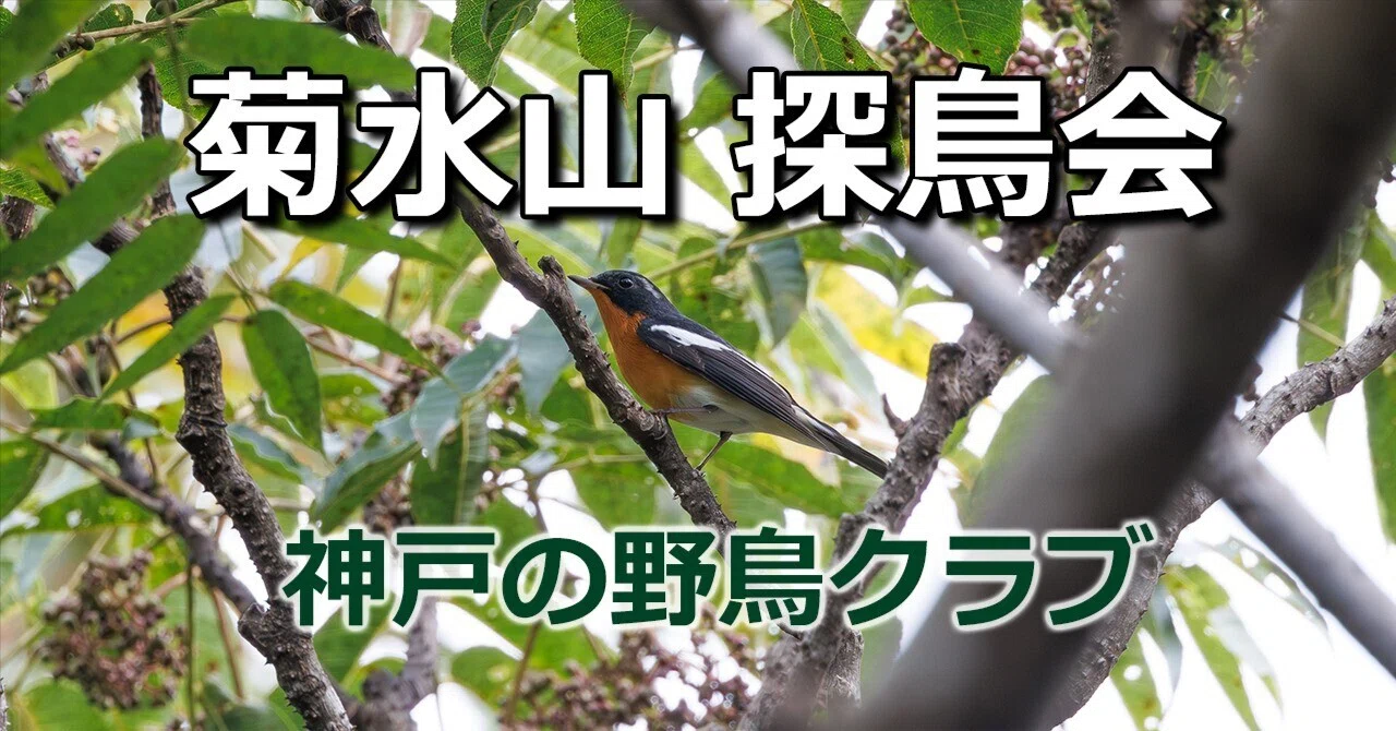 November 6 (Fri) Mt. Kikusui Birdwatching Event: 'Searching for ...