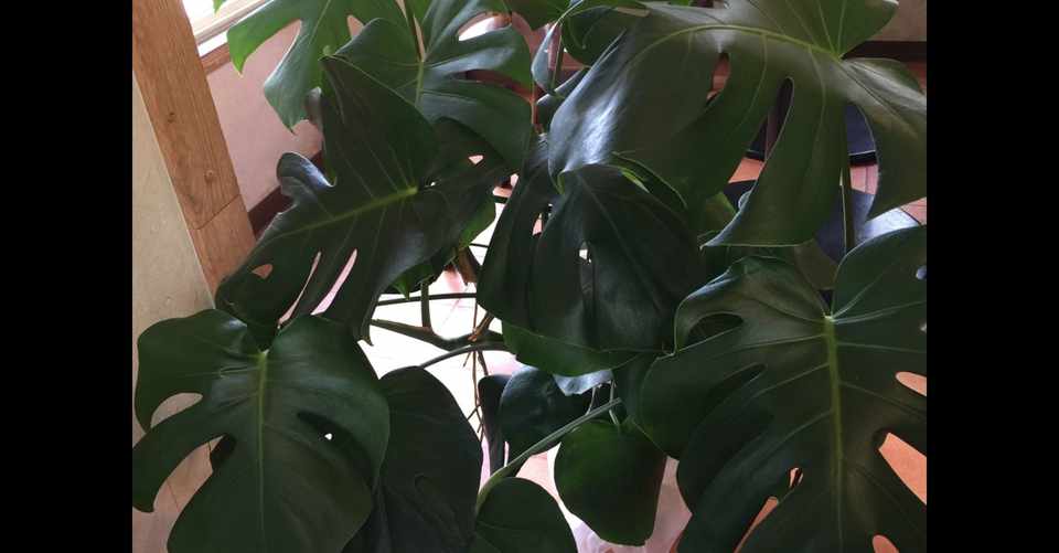 大きい葉っぱのモンステラは 迫力が違う 葵環 Note