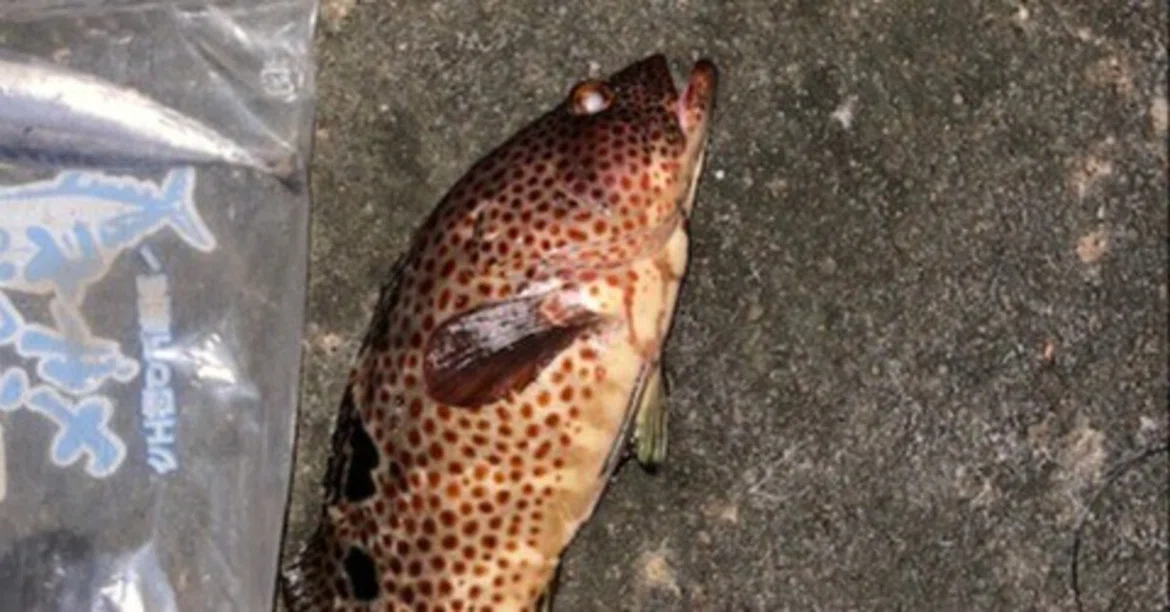 Longtooth Grouper Fishing: Extra Edition｜あ-ちゃん