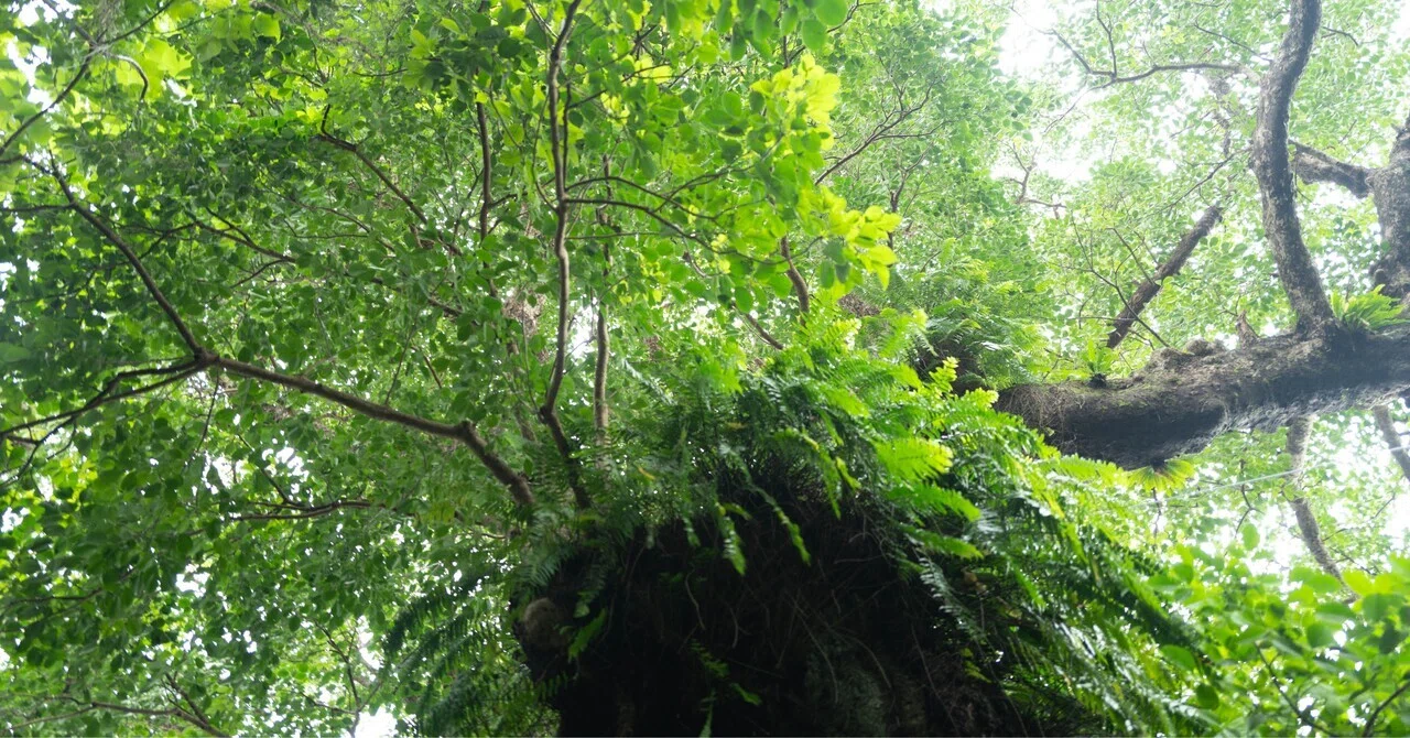 There was something in the ancient Akagi tree. Walking the stone-paved ...