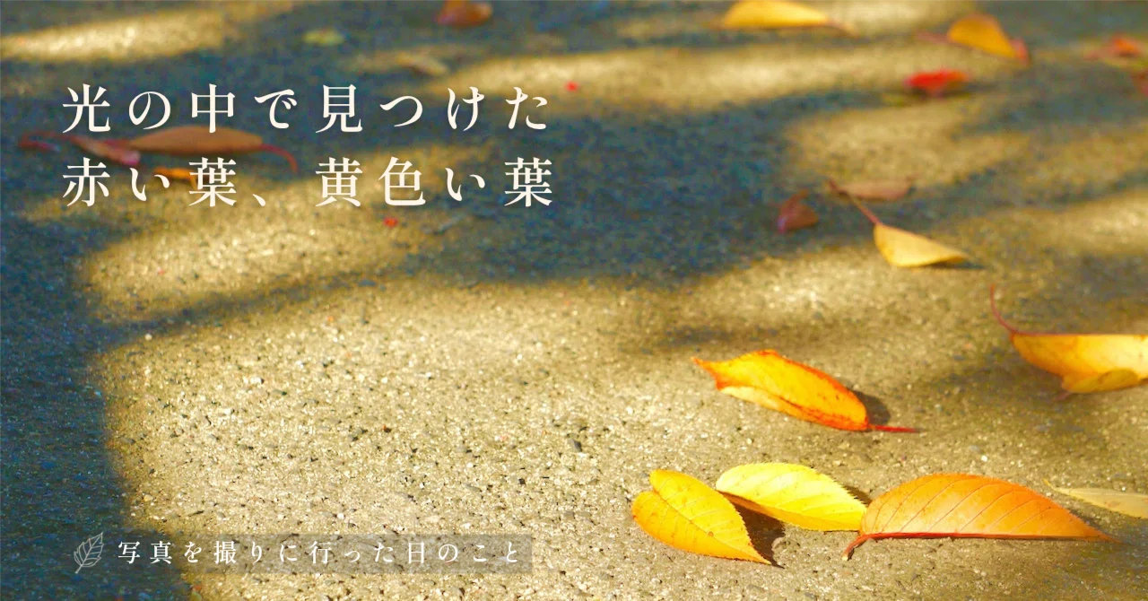 A Day Out Taking Photos | Red Leaves and Yellow Leaves Found in the ...