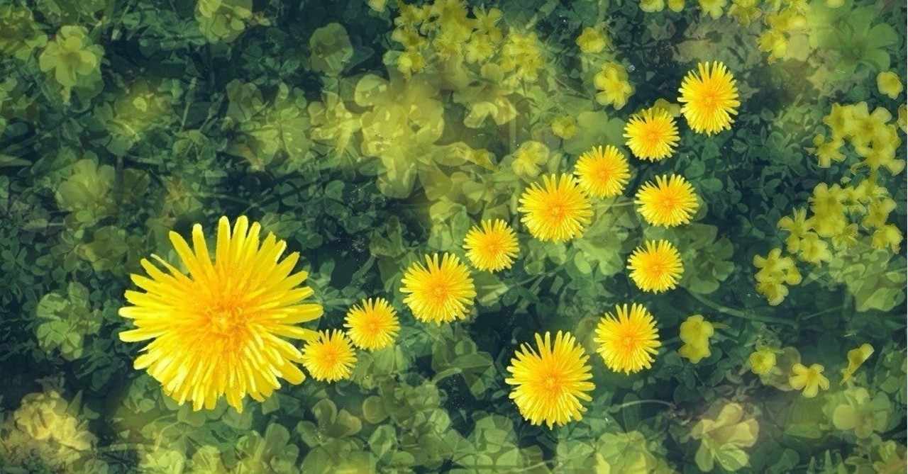 押し花レジン Yuki Note