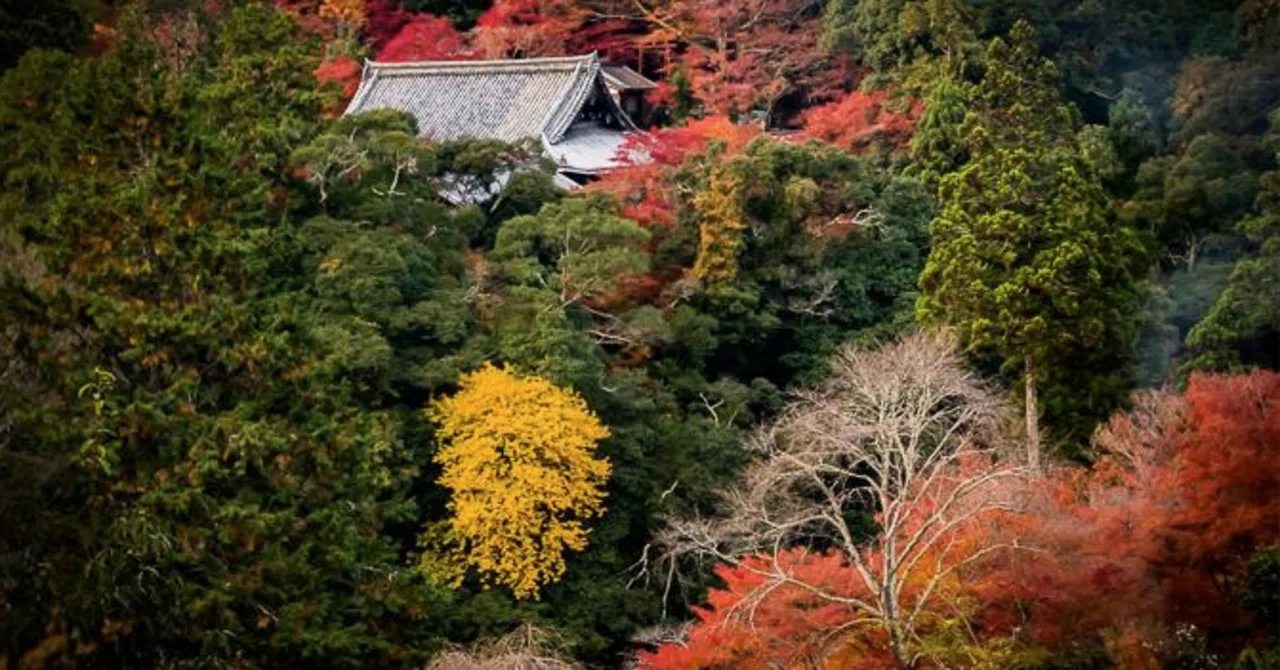 321 Note Taking Hidden Japan Weekly 5|matsu