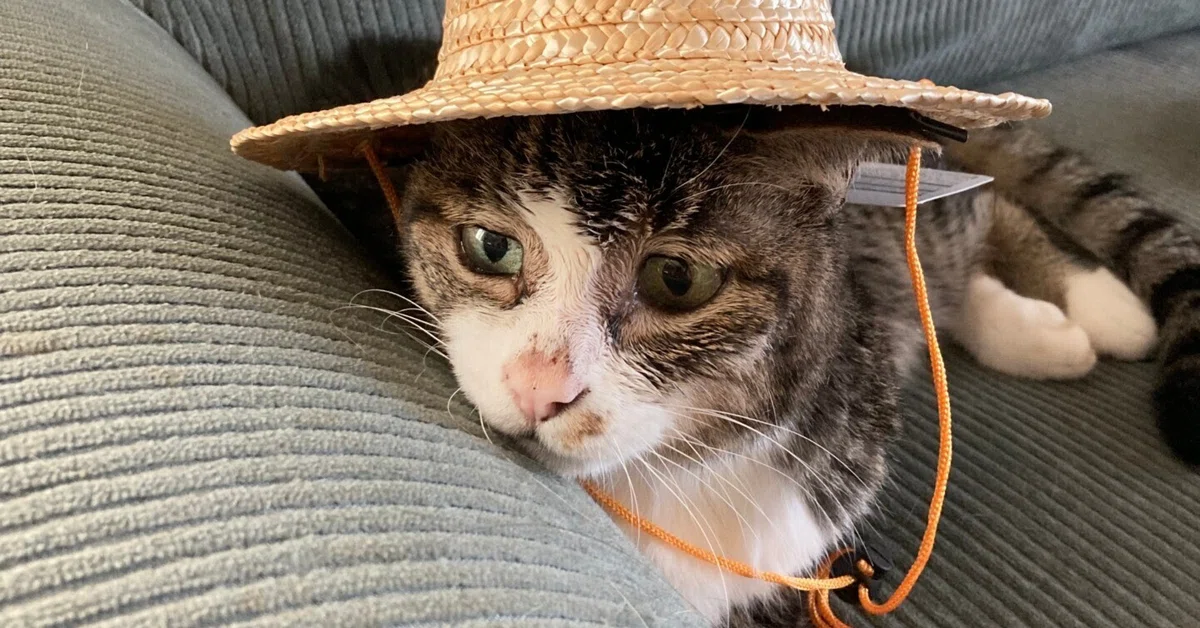 Be well in the next world, too. A story about the cat I lived with for ...