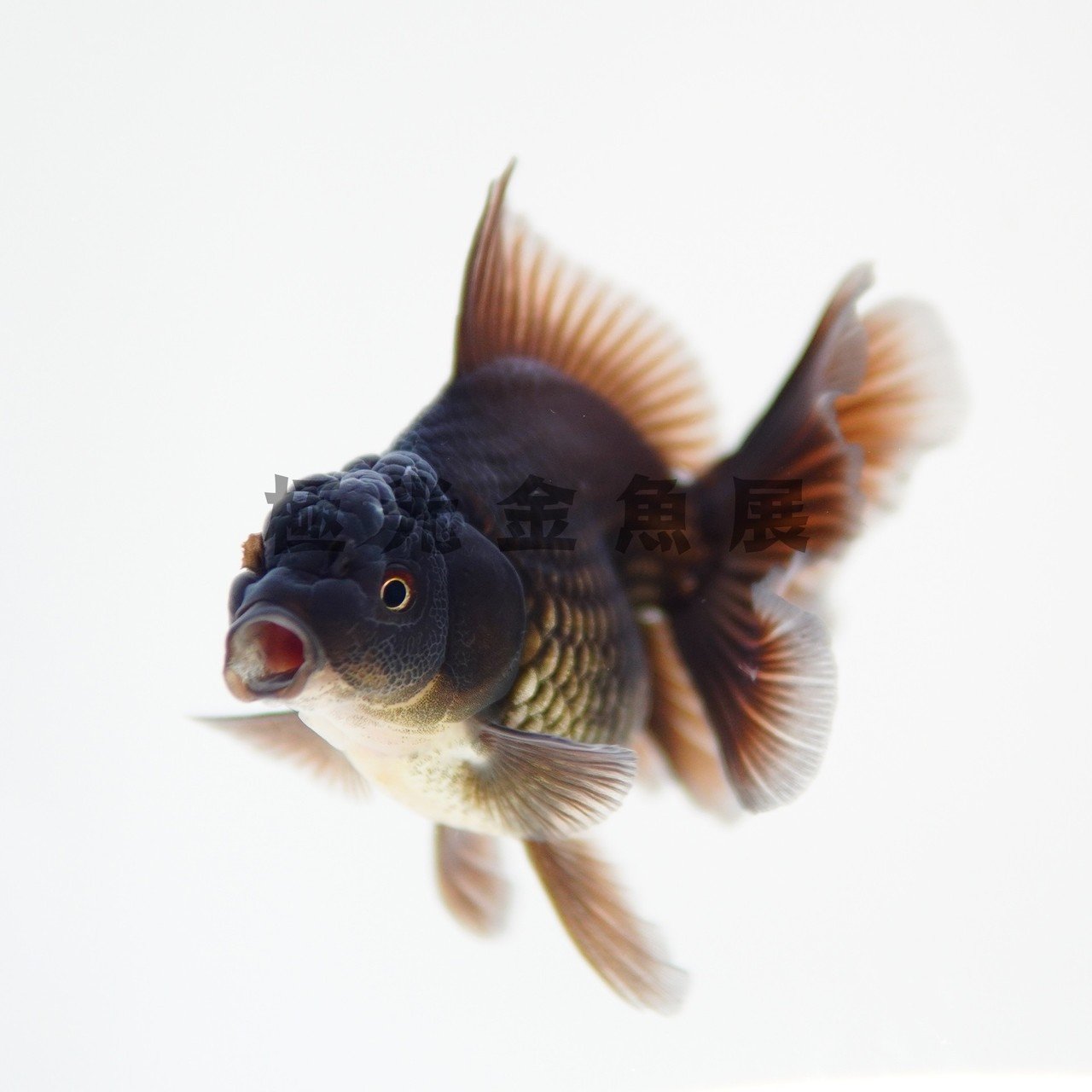 金魚の撮影について 極光金魚展 Note