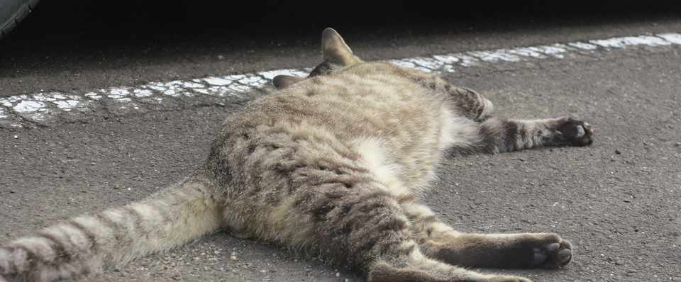 夏の暑さにへばる猫たち 麿氏 Note