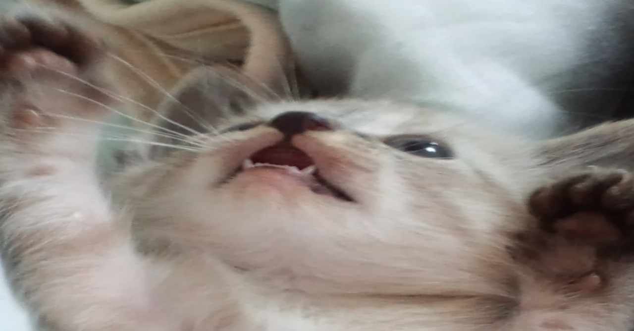 ペットの名前 どうやってつけてますか くんちゃんやんちゃん Note