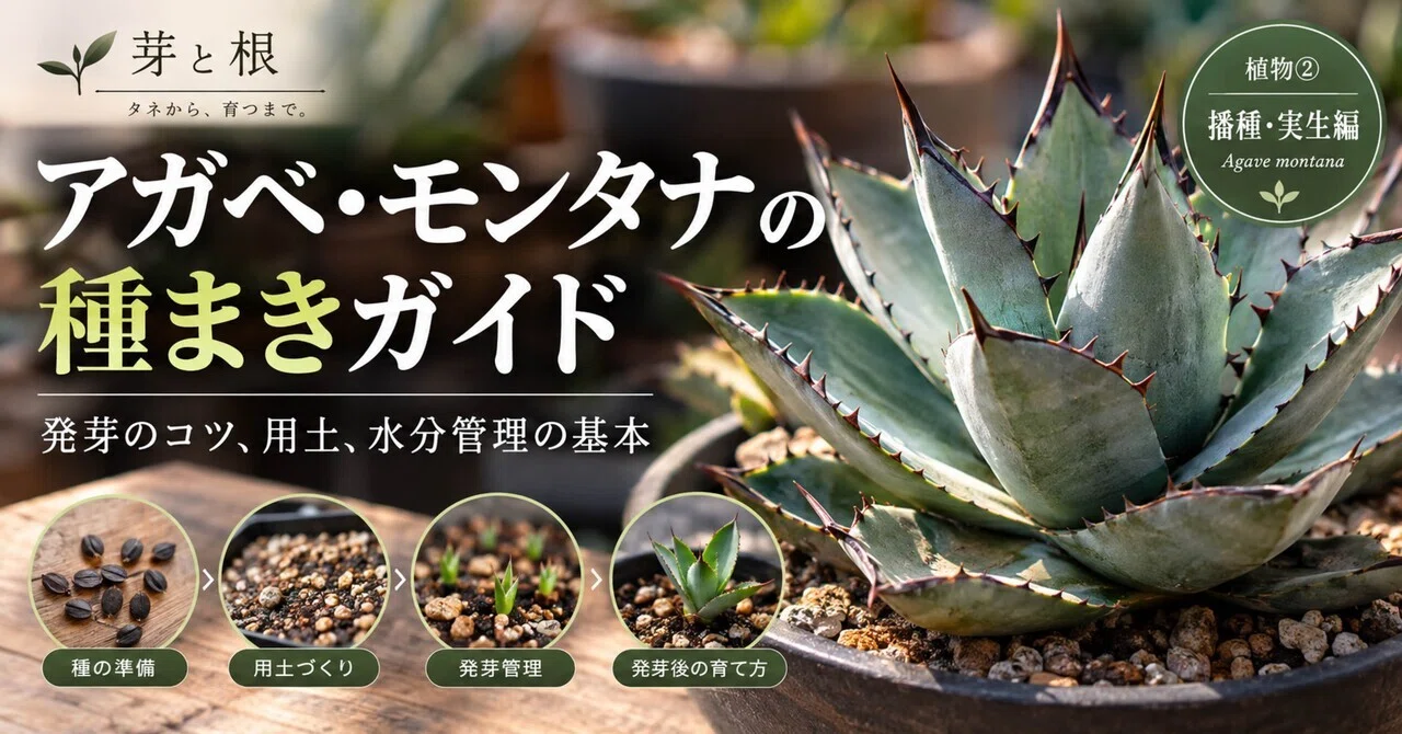 Agave montana Sowing Guide: Tips for Germination, Soil, and Basic ...