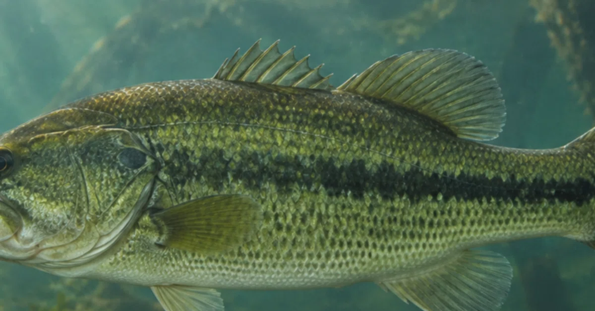 [Black Bass Ecology Series] Lateral Line and Ears | How Bass Sense ...