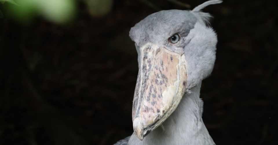 日本で会えるハシビロコウ 番外編その1 ハシビロコウ界のレジェンド 伊豆シャボテン動物公園の ビル 塩ら めん Note