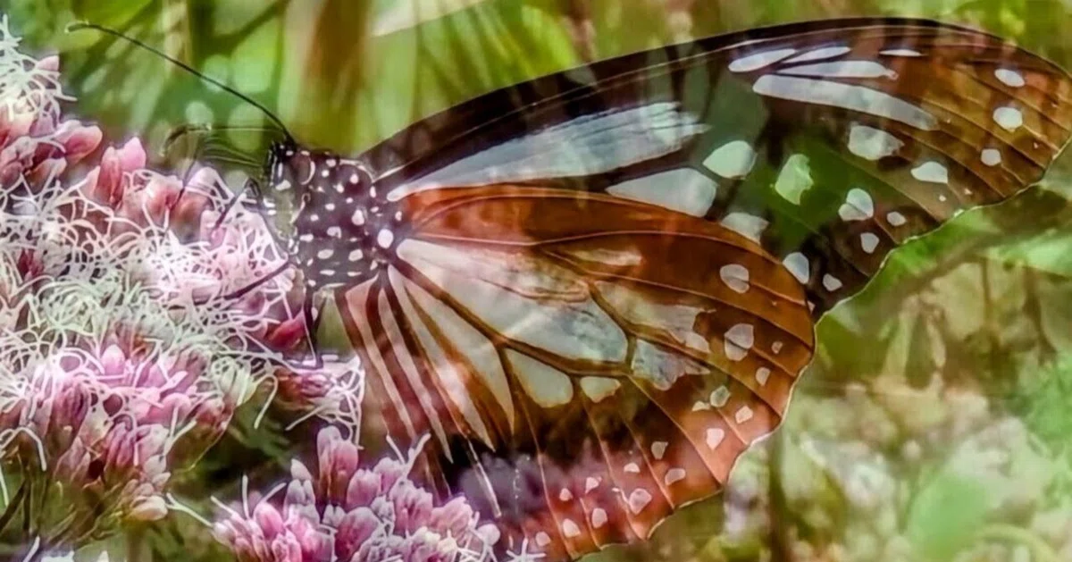 Visual Haiku No. 11 (Total 161): 'Pale blue wings, riding upon the ...