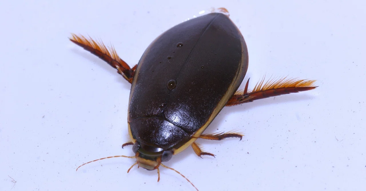 10 Segment Insect Collecting Aquatic Insects and Underwater Photography in Nagano|水生半翅