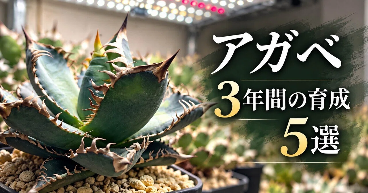 3 Years of Growing Agave: 5 Things I Learned from Actual Experience ...