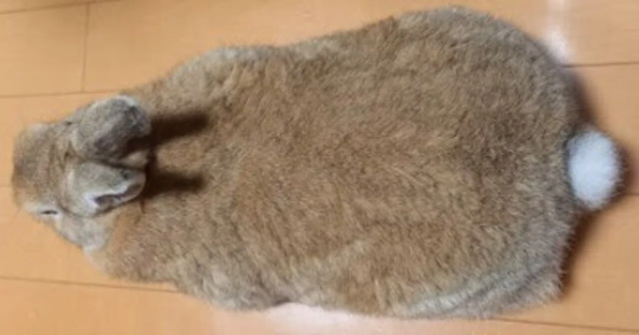 Rainy Weekend: Getting 'Totono-ed' with Eggplant Rabbit｜husasuke