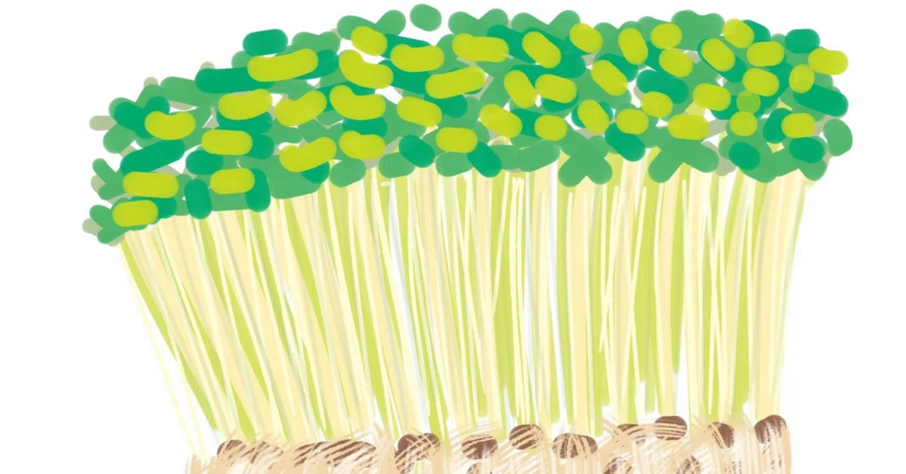 What a 50-yen pack of daikon radish sprouts taught me｜parisienne_365