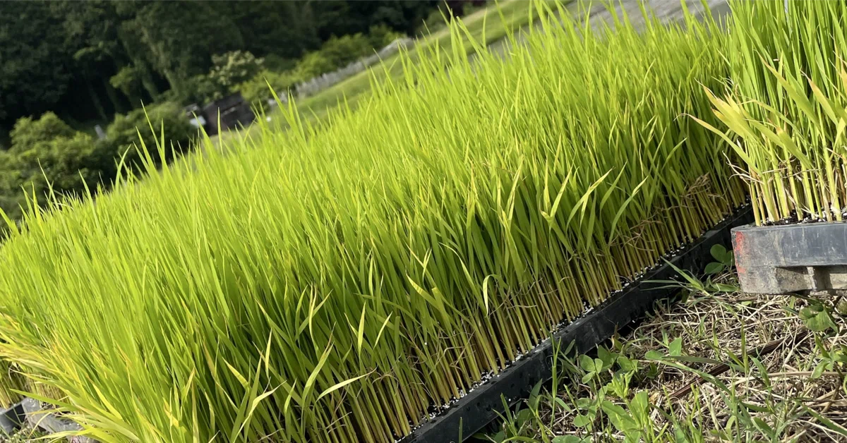 Between Rice Farmers and Consumers｜TatsuoSakata