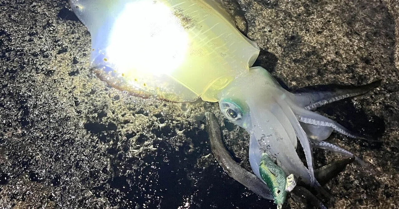 [Eging Catch Report] Caught 2 Bigfin Reef Squids and 2 Cuttlefish!｜たー ...