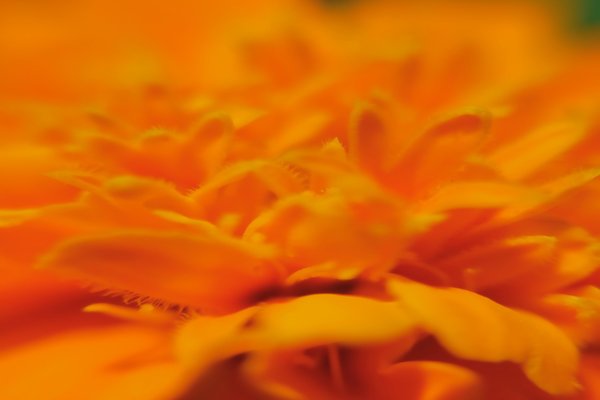 オレンジのマリーゴールドの花言葉は予言 の新着タグ記事一覧 Note つくる つながる とどける