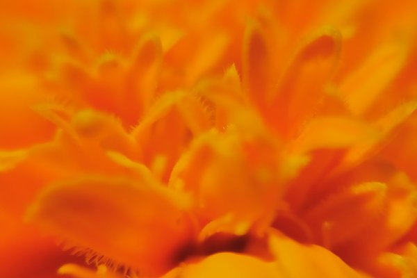 オレンジのマリーゴールドの花言葉は予言 の新着タグ記事一覧 Note つくる つながる とどける オレンジのマリーゴールドの花言葉は予言 の新着タグ記事一覧 Note つくる つながる とどける