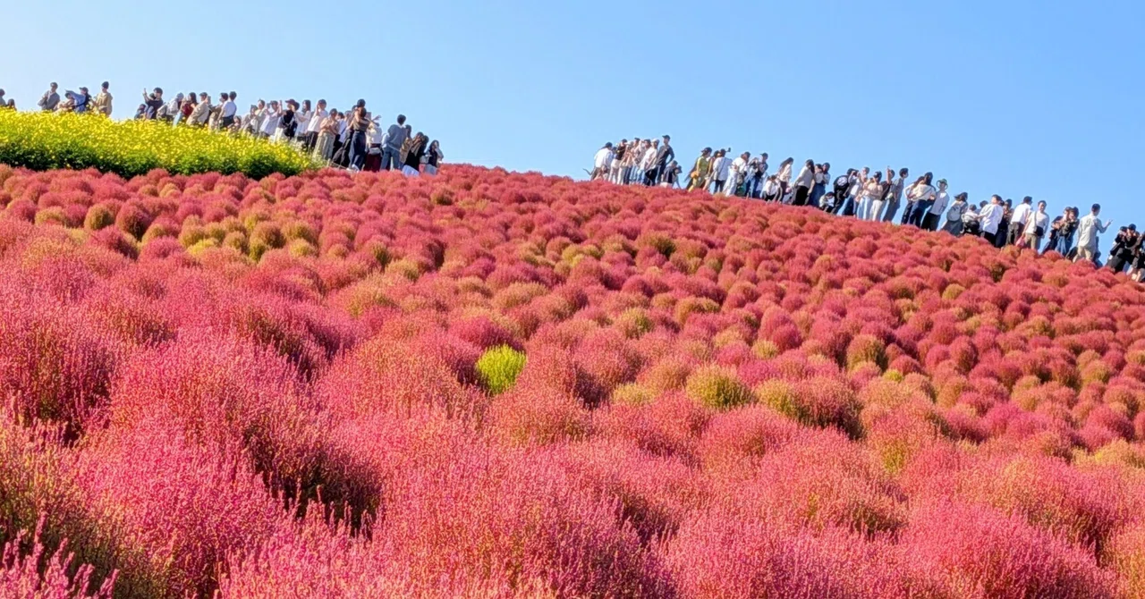 Hitachi Seaside Park dyed in autumn colors. A trip to enjoy Kochia and ...