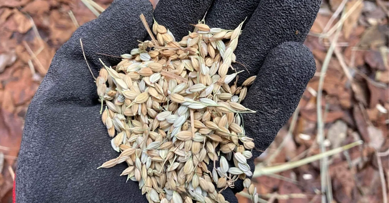 Questionnaire Rice Production Thinking About the Future of Rice Farming (Part 3)|TatsuoSakata
