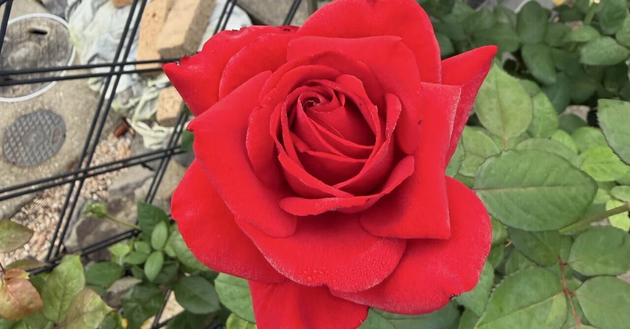 The State of the Autumn Roses in 2026｜ロサリラの薔薇～素人が育てる薔薇日記～