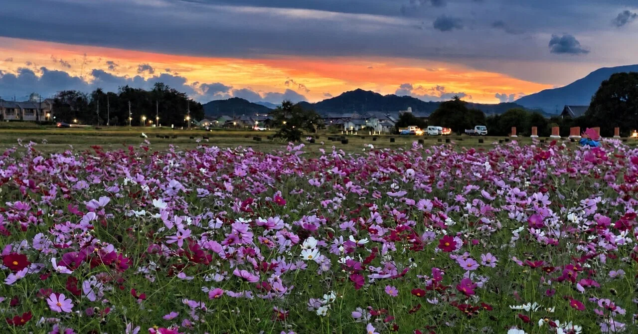 Before the sun sets. To the purple-pink cosmos at the Fujiwara Palace ...