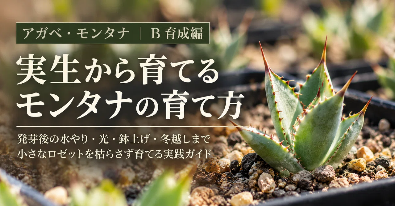 How to Grow Agave montana: From Watering Seedlings to Sunlight ...