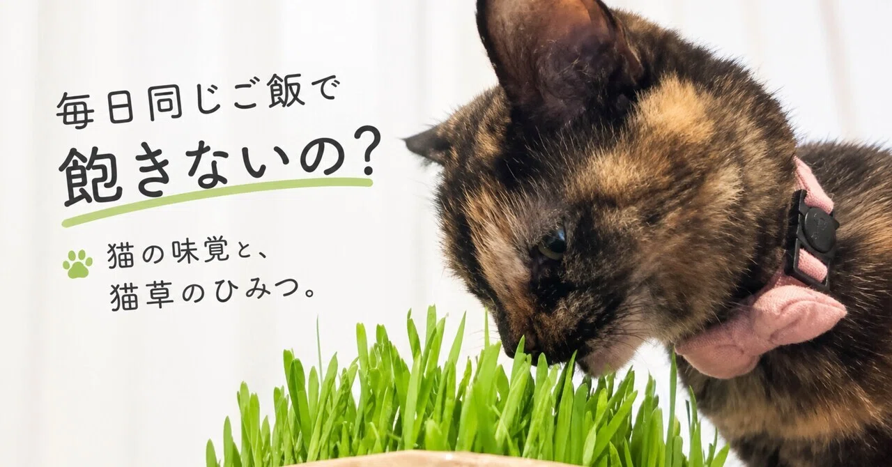 Aren't you tired of eating the same food every day? The cat's sense of ...