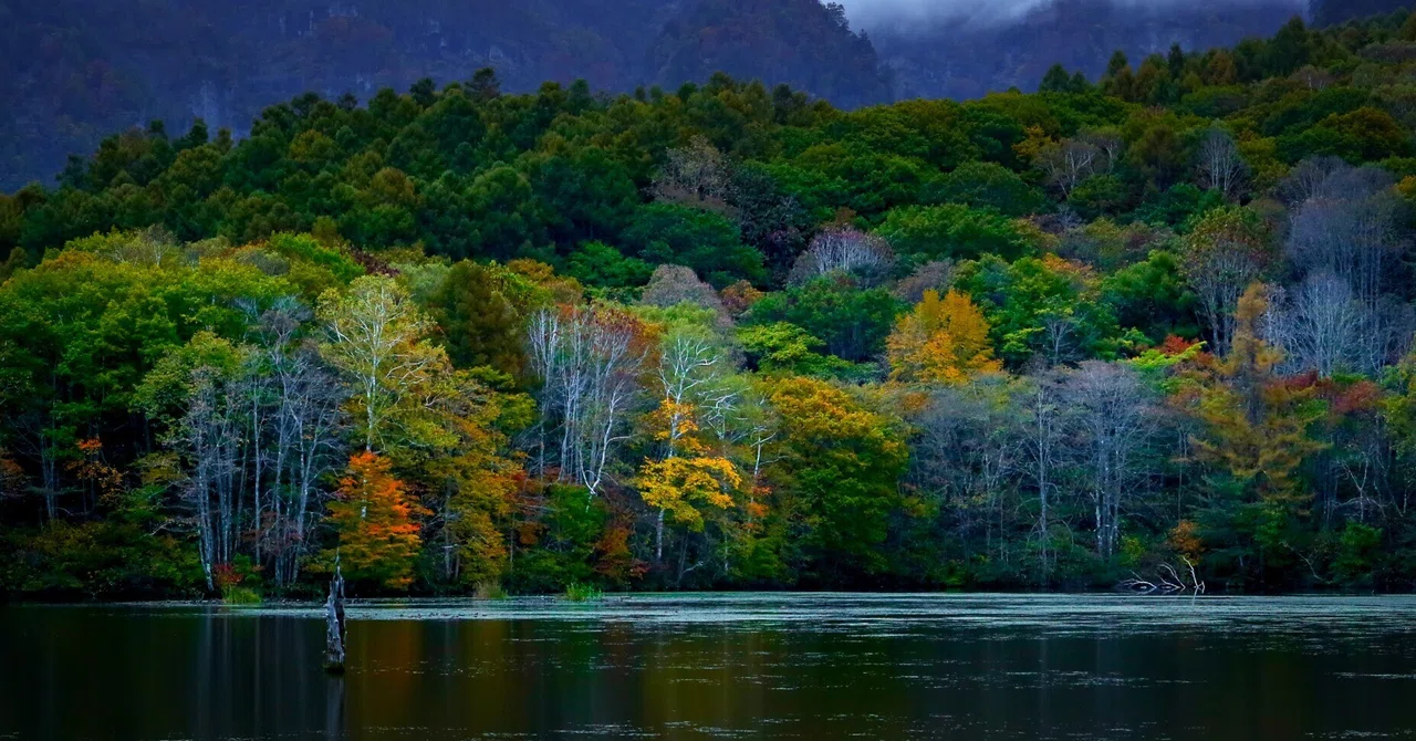 Autumn Leaves at Kamaike and Kagamiike in Nagano Prefecture｜佐藤洋平