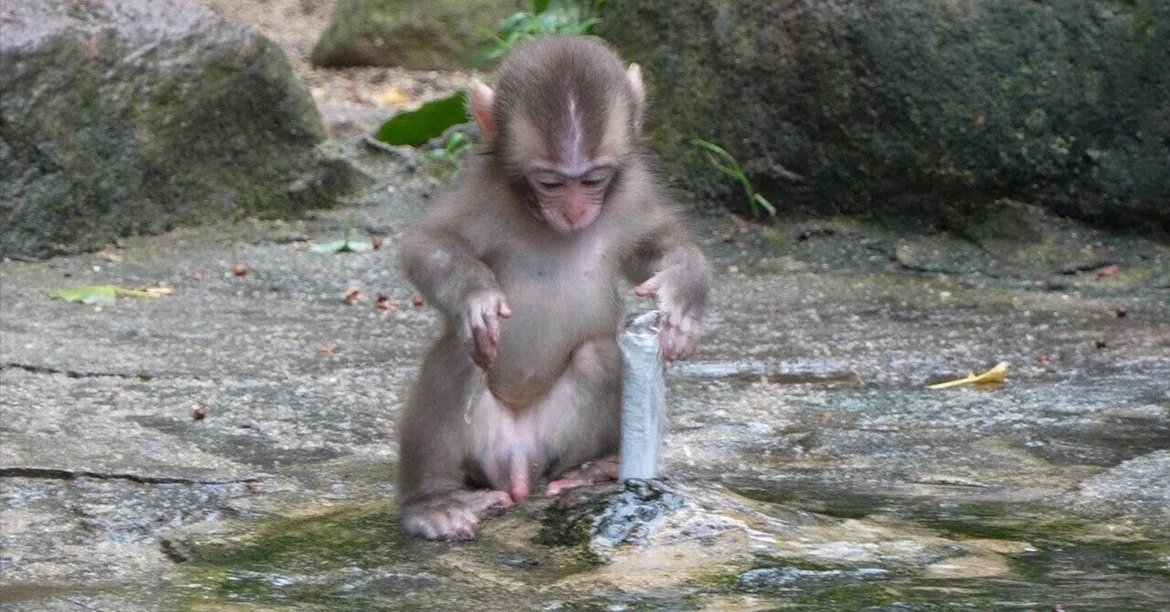The Surprising Behavior and Psychology of Baby Monkeys at the Water's ...