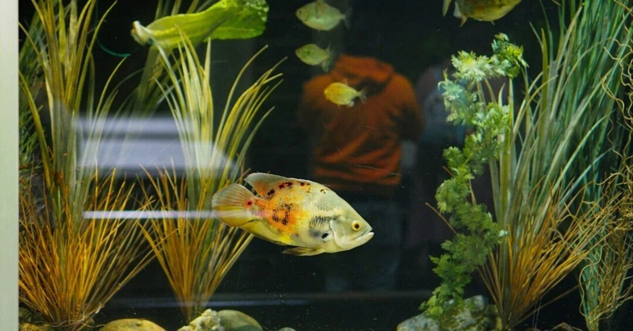 The bottom of the aquarium smells... The cause might be solvable with a ...
