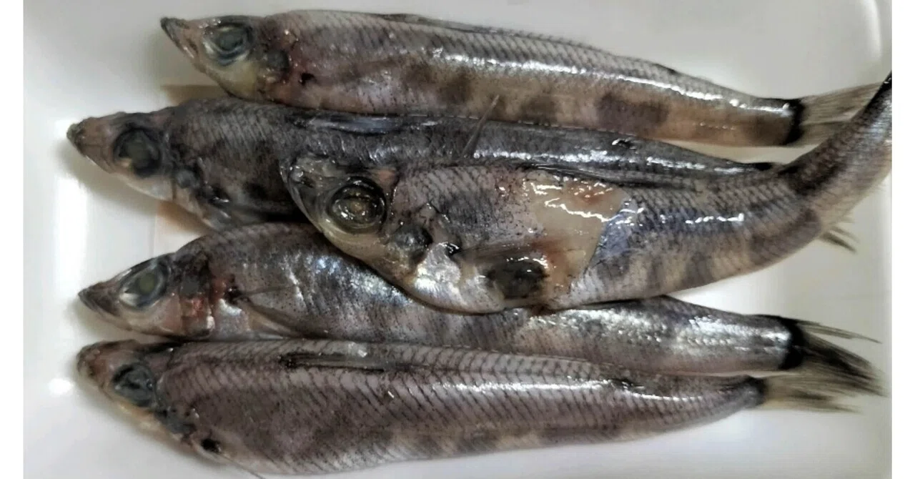 My Favorite Greeneye Fish｜Windy