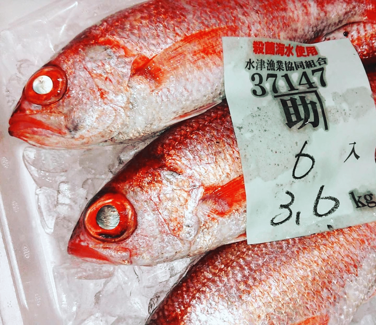 新潟 佐渡沖のノドグロが高級魚な衝撃的な理由 魚が来る 明日 新潟から Note