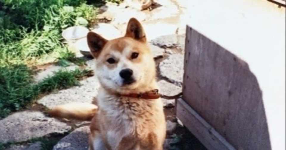少年期の僕と犬の不思議な思い出 モヤイ Note
