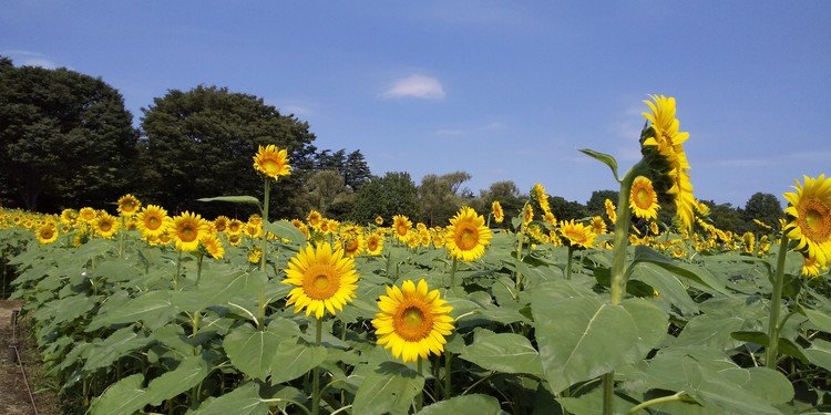 公園内は人が少なく、余裕でソーシャルディスタンスをとれる感じでした☆ひまわりがいっぱい咲いていてとてもきれいでした♪